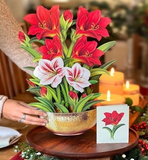 LGPOPUP/Scarlet Amaryllis