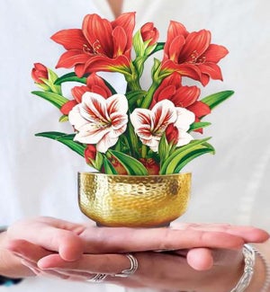 MINIPOPUP/Scarlet Amaryllis