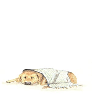 XM/Cozy Dog