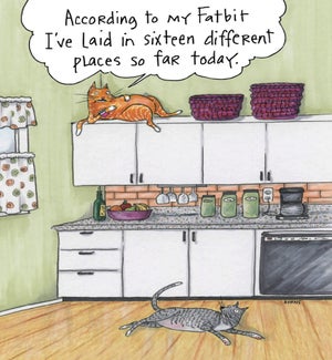 BD/Cats Fatbit