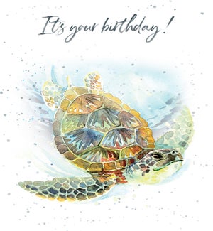 BD/Birthday Turtle