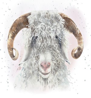 ENC/Wooly Good