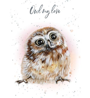 BD/Owl My Love