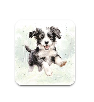 COASTER/Patches the Puppy